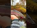 They sure are pretty! #fishing #fishinglife #troutfishing #trout  #rainbowtrout #newjersey #jersey