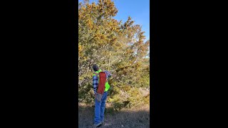 Cedar pollen shaken from trees near Bee Cave and Spicewood