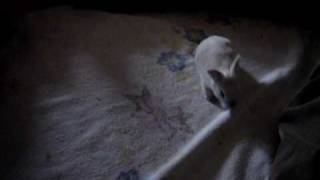 2 Week Old Bunnies - Bunny Update 3