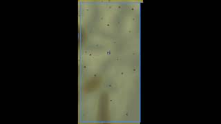 Desert Heat - OSRS Theme