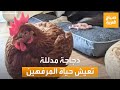 صباح العربية ويندي دجاجة مدللة تعيش حياة يحلم بها الكثيرون صباح العربية ويندي دجاجة مدللة تعيش حياة يحلم بها الكثيرون
