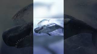 Livyatan The Whale That Hunted Whales