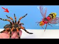 Making TARANTULA SPIDER vs HORNET with Clay