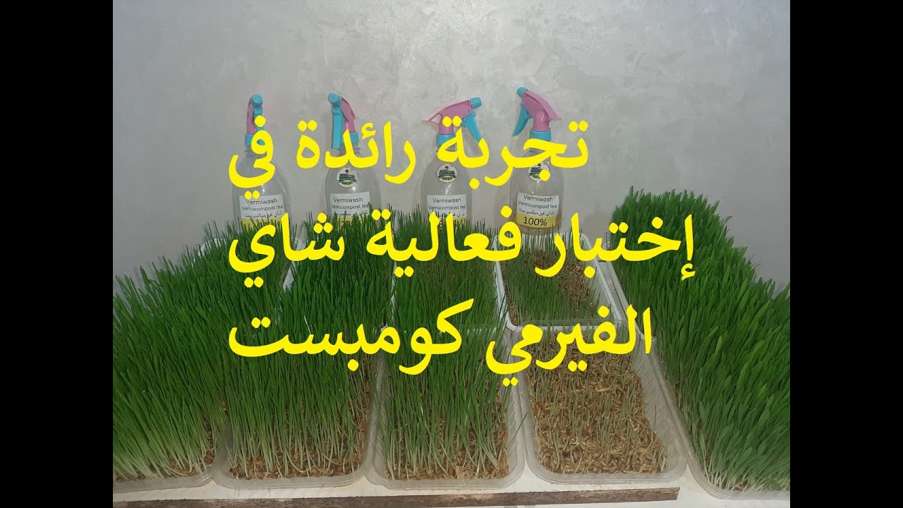 تجربة رائدة في إختبار فعالية شاي الفيرمي كومبست