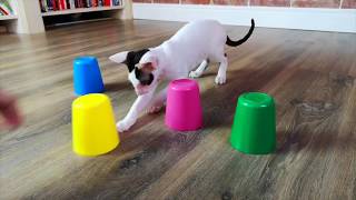 Cat plays SHELL GAME | Cornish Rex Jonny