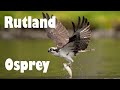 These incredible rutland ospreys could be the next big thing