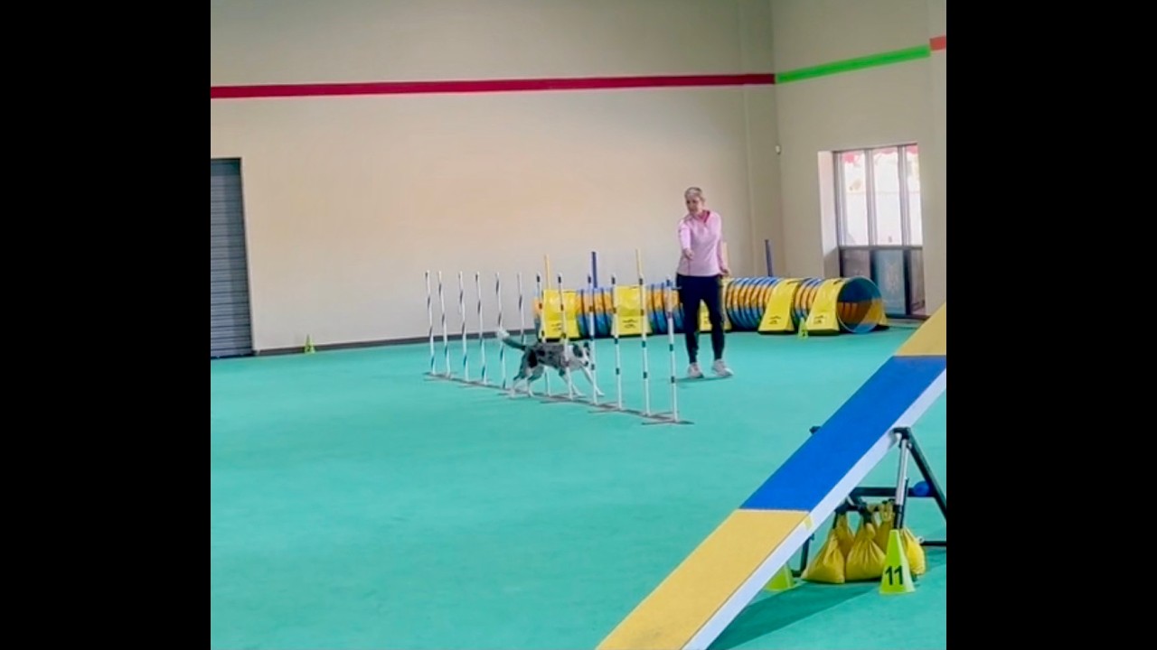 Sunshine, Speed, and Twelve Fearless Weaves: Layla Playing Pre Novice Agility