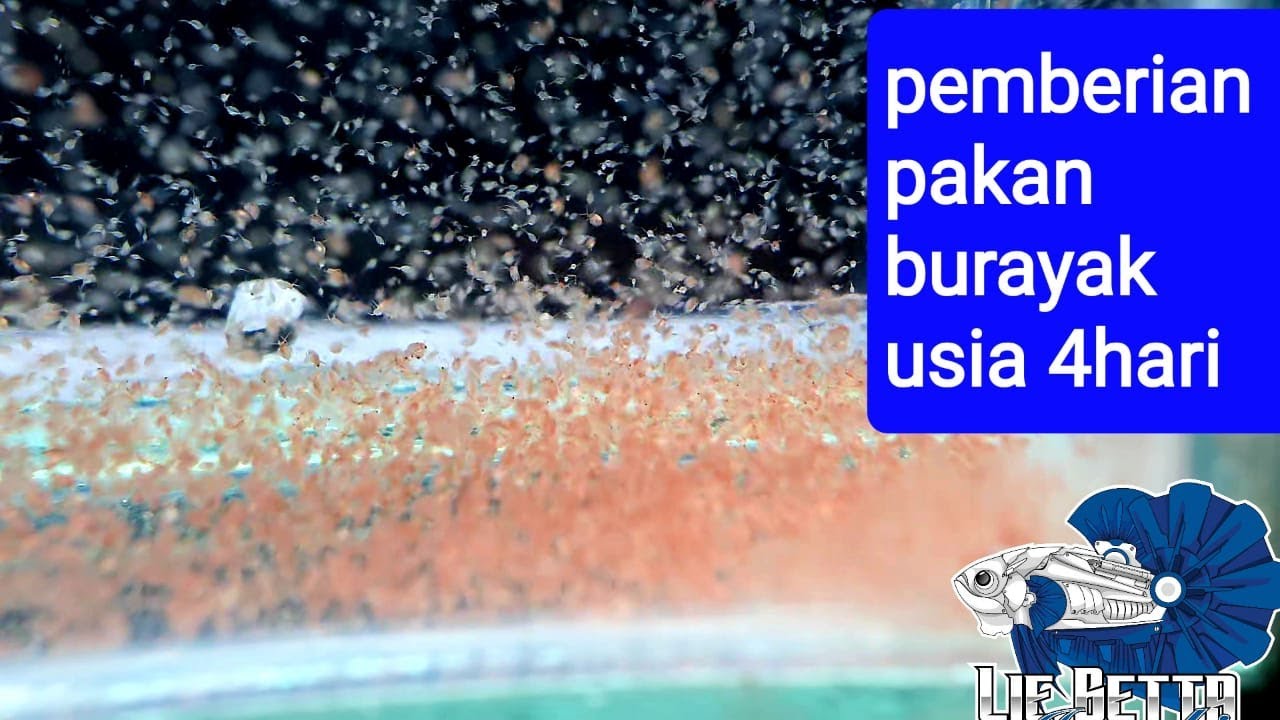 #30 update burayak usia 2-4hari  dan pemberian pakan burayak  4hari !!!!