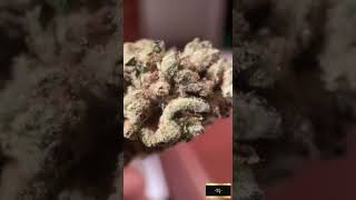 Cheapest THCA Pounds Online – UPS Overnight Shipping + Insurance Every Time (Nov 2025)