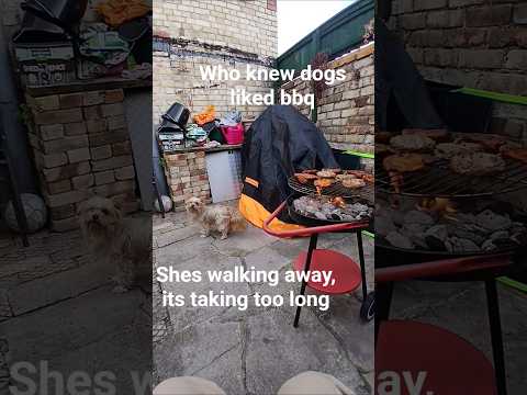 who knew dogs liked bbq?? #bbq #dog #cute #love
