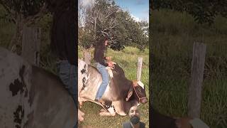 #boi #pecuarista #gado #touro #sabiadocampo #fazenda #anacastela #boiadeira #agro #fy