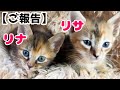 色々考えた結果、子猫2匹を家族に迎え入れることになりました！