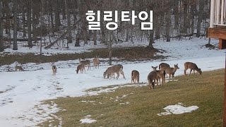 힐링타임~아이디어키친 미국집  백야드의 4계절입니다^^