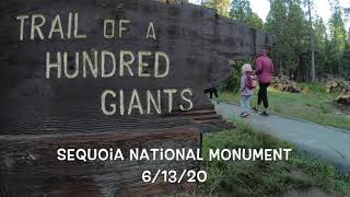 Hike through the Trail of 100 Giants in Sequoia National Monument