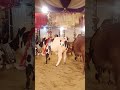 🐐 Karachi Mein Qurbani 2026 | Bakra Eid Vlog | Eid ul Adha in Karachi#hafizfaizanahmed #love