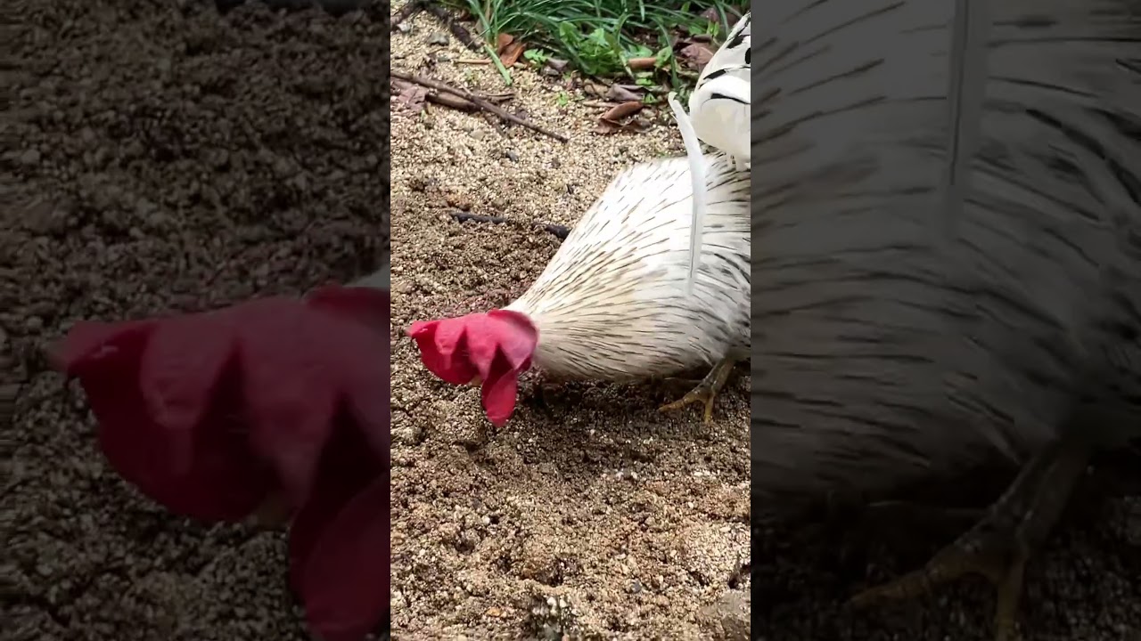 にわとりの行動　Rooster’s behavior