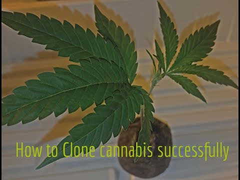 Como clonar Cannabis com sucesso