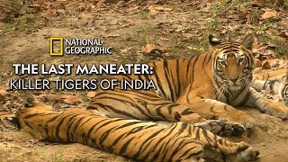 The Last Maneater  - Killer Tigers Of India Profile