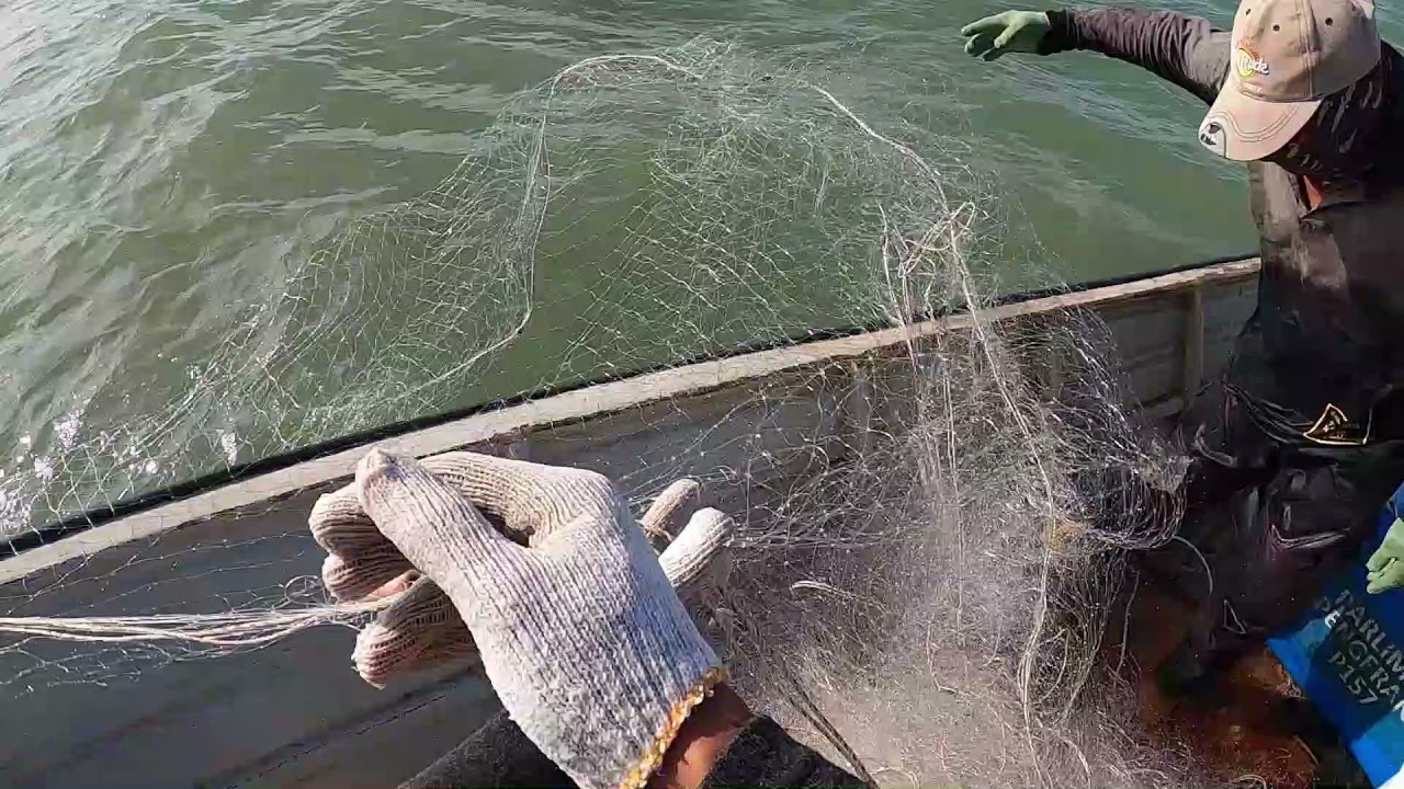 misi mencari kurau  #jaring #kurau