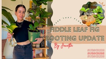 Fiddle Leaf Fig Propagation 5 Month Update | Watch to Learn How to Propagate a Fiddle Leaf Fig tree!