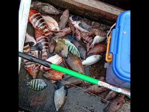 mancing ikan hias di pulau harimau Bakauheni Lampung