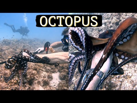 Secrets of the octopus - YouTube