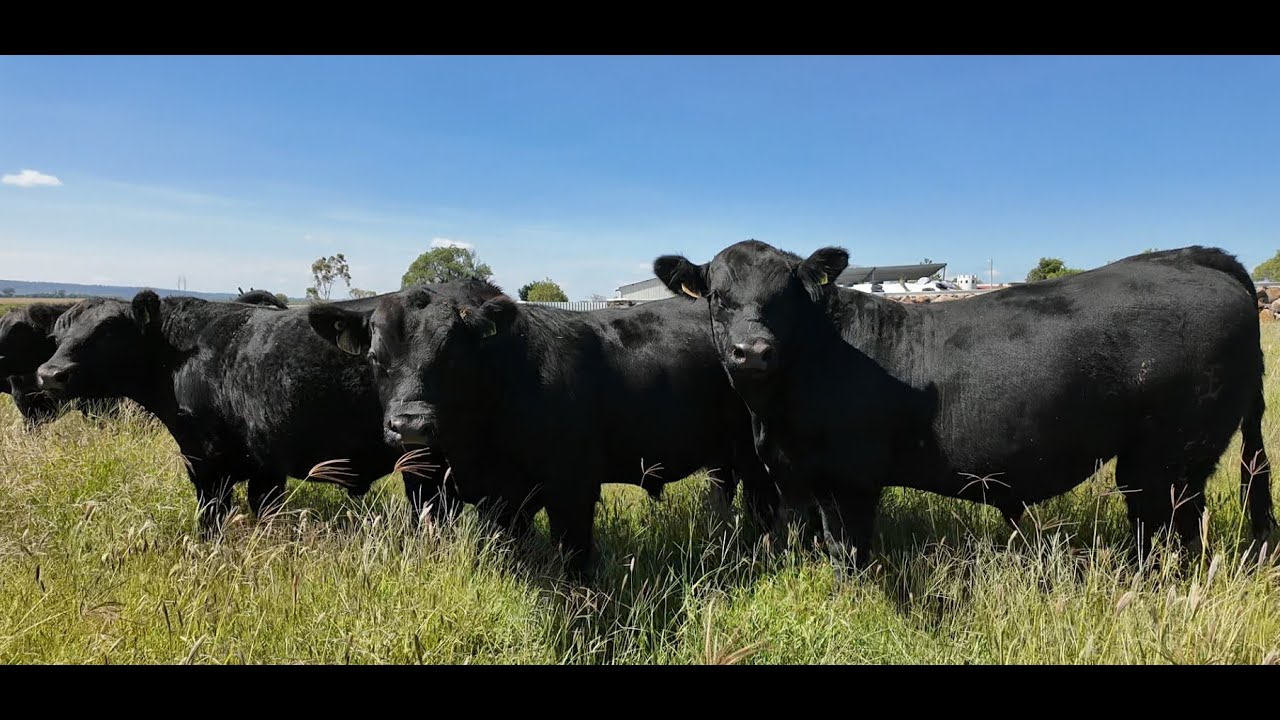 P360 Los Invitados de El Sauz