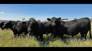 P360 Los Invitados de El Sauz