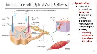 Upper vs Lower Motor Neuron Lesions