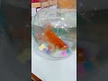 #goldfish who likes fish 🐠🐠🐠 who have in ur house fish and how many fish u have and how long fish 🐟🐟