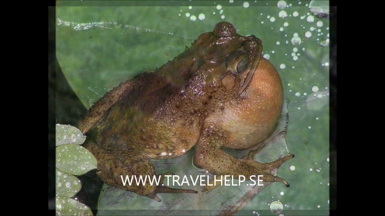 TravelHelp Wildlife