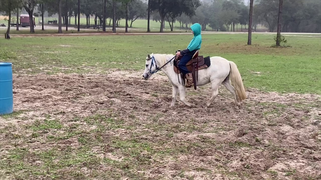 🎗Sold🎗”Elsa” 8 year old 11 hand pony mare YouTube