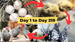 Silver Sebright Chicken Growth Time Lapse from Broody Hen Hatching Eggs to Adult Sebright Bantam