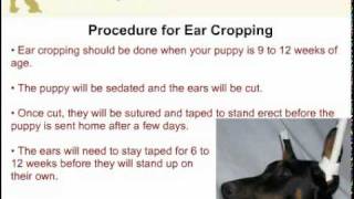 Miniature Pinscher - Docking Tail and Ear Cropping