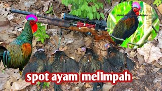 🔴TERBUKTI SPOT BANYAK AYAM HUTAN ‼️ shot ndas 4 jago || headshot jungle fowl hunting