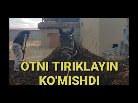 Video: Kuchukchani yotishga qanday o'rgatish kerak: 12 qadam