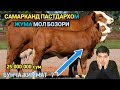 САМАРКАНД ПАСТДАРХОМ ЖУМА МОЛ БОЗОРИ/ЭНА БОЛА СИГИРЛАР НАРХЛАРИ