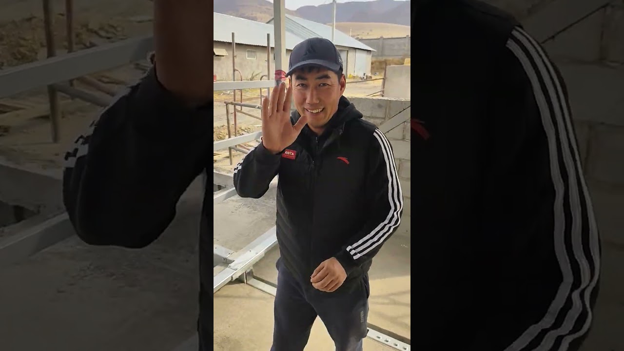 28.10.2025.Джалал Абад (Манас).Ото сонун жаны ферма 🥳. #ферма#уй#асылтукум#молоко#доильнаясистема