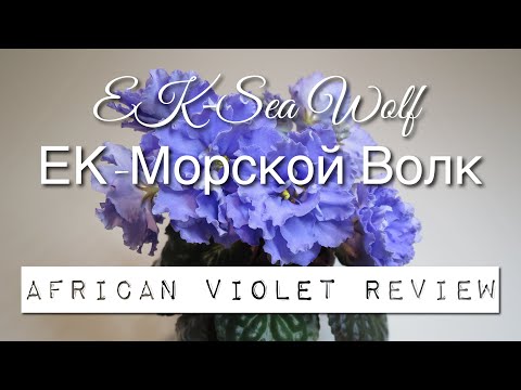 EK-Morskoi Volk / EK-Sea Wolf / ЕК-Морской Волк - African Violet Review