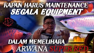 KAPAN HARUS MAINTENANCE SEGALA EQUIPMENT DALAM MEMELIHARA ARWANA SUPER RED!