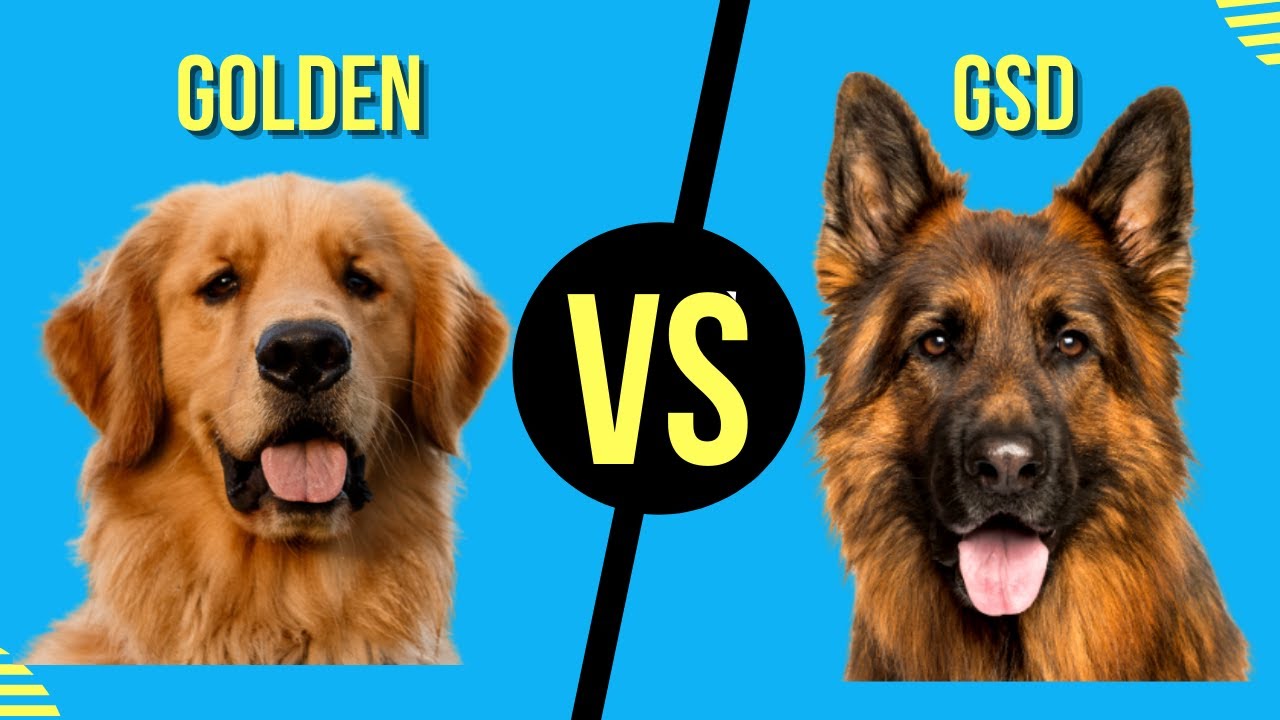 Golden Retriever Vs German Shepherd ( Dog Breed Comparison ) YouTube
