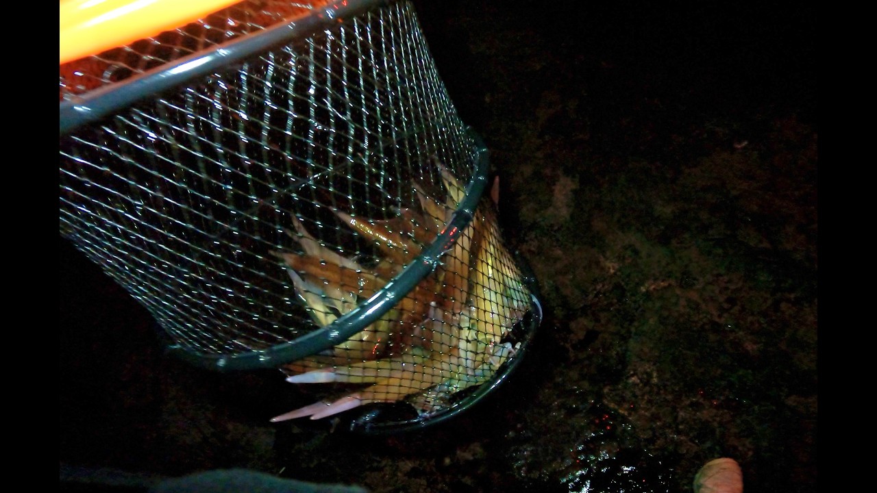 【磯ヤリイカ】回遊確保。やっぱりエサ巻きは強い…