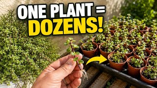 How to Clone Lots of Elephant Bush From Cuttings: Propagation Tutorial