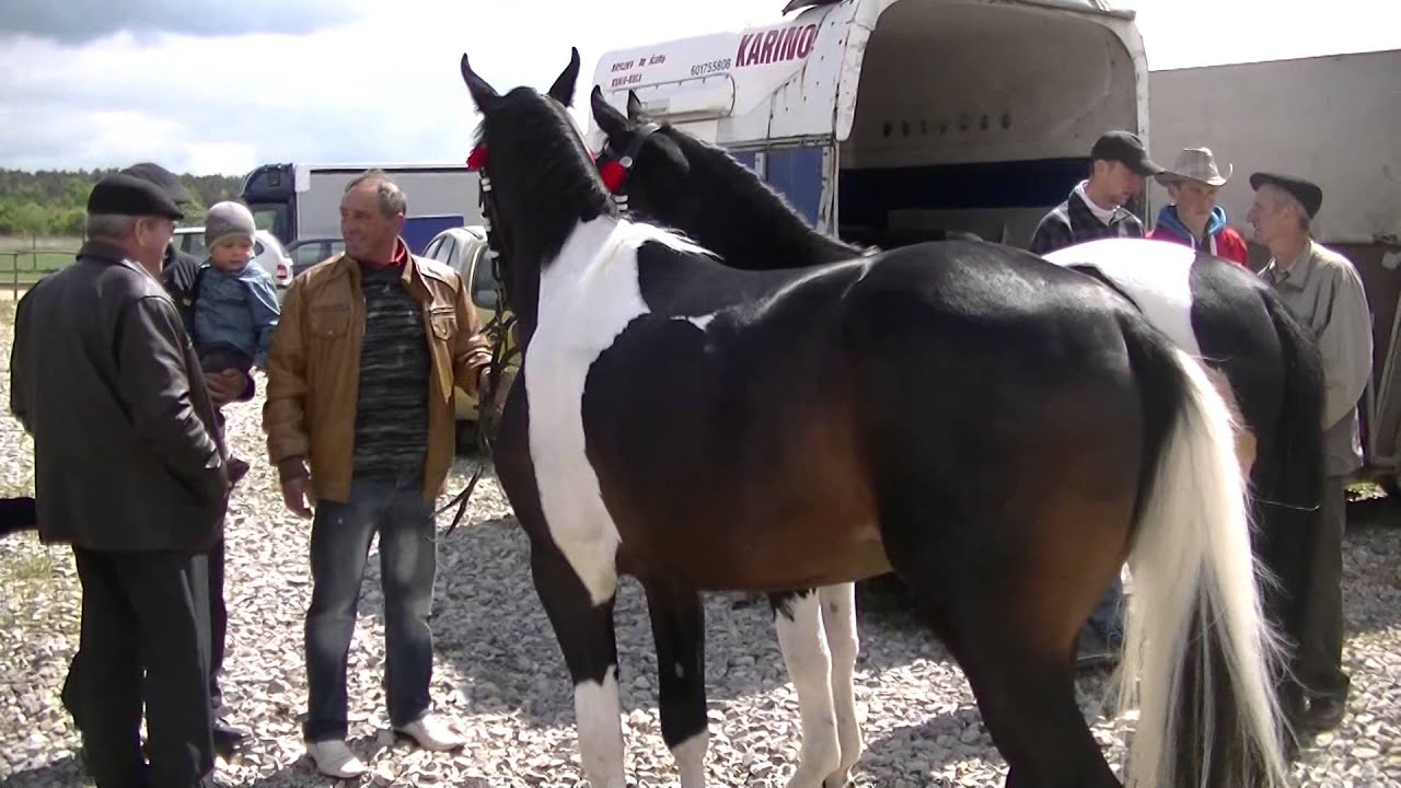 Ogólnopolskie Targi Końskie Pajęczno, 2014 maj