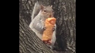 Round Squirrel Caught Munching Egg Roll Most Recent Foodie Animal to Appear in N.Y.C. - 247 news