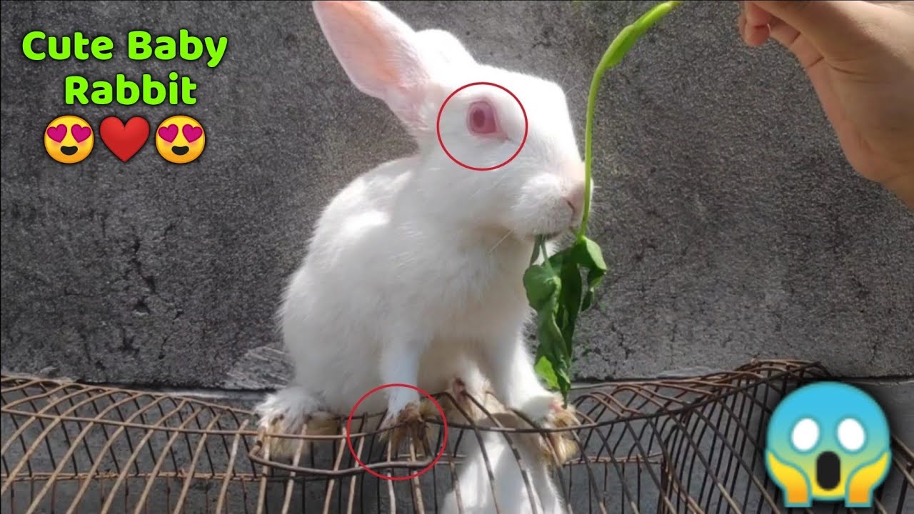 Daily Rabbit Routine | Having Pet Rabbit in India | Rabbit eating Kalmi ...