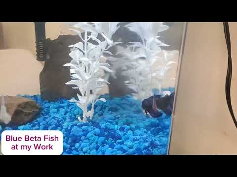 Aquarium #12 The Blue Beta Fish