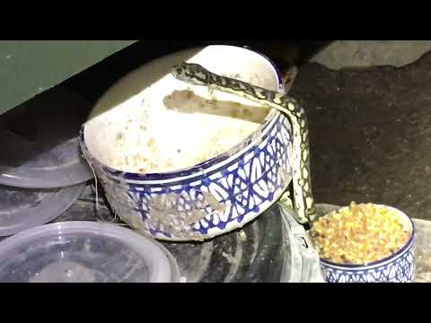 Young Python in the Chicken Yard - I Need Those lids! - Rocky Tropix Gardening, Australia