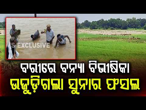 Jajpur Bari Flood: 150-Foot Breach In Banksahi Turns Farmlands Into Sand Dunes | Argus News