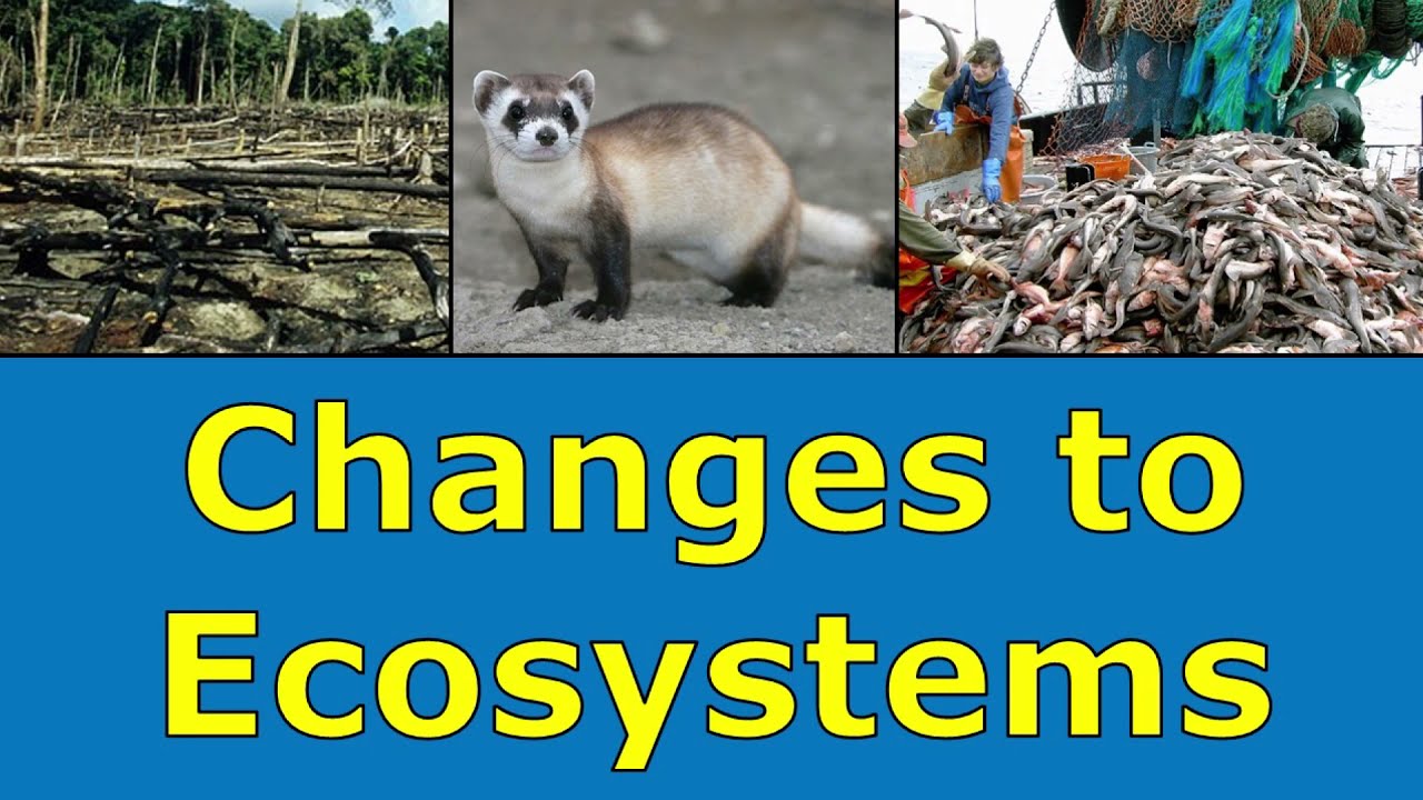 Changes To Ecosystems Overview